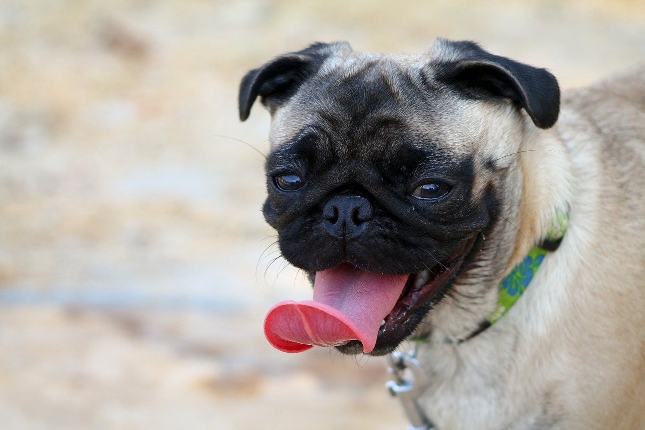 The Traits of the Pug - Charming and Playful